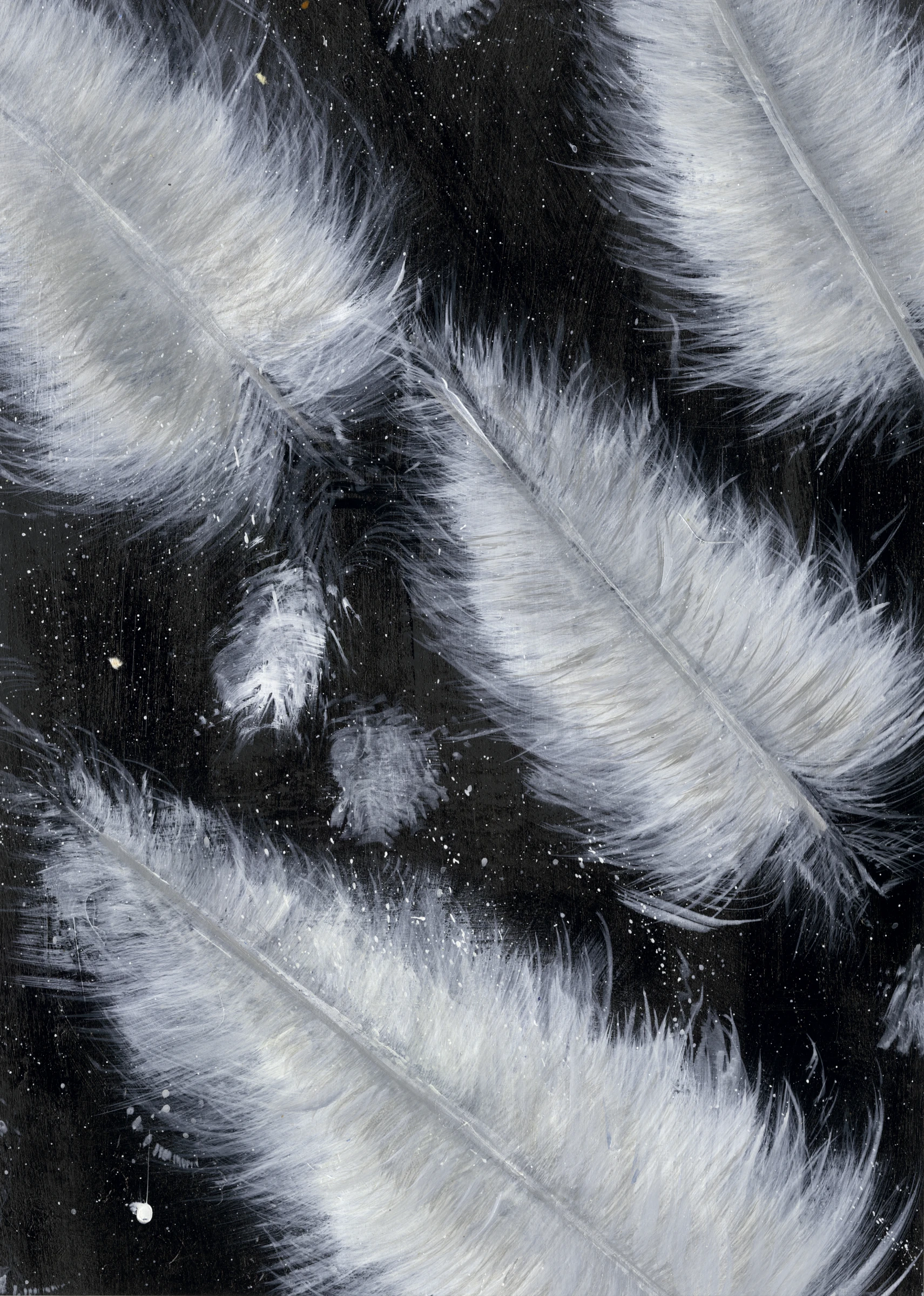 Lucky White Feathers by Suzanne Taylor Dreaves